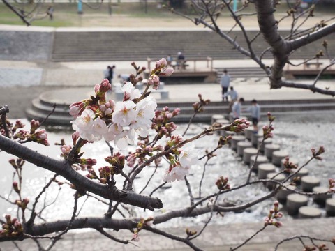 20220325芥川桜堤 (2)