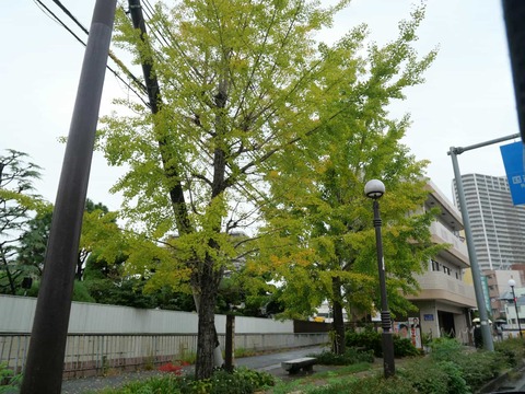 20251004新川イチョウ (1)