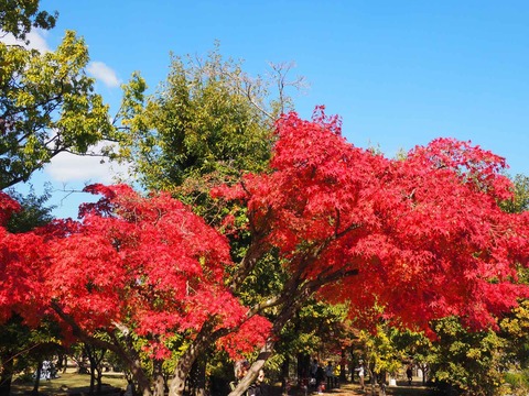20231119万博紅葉 (8)