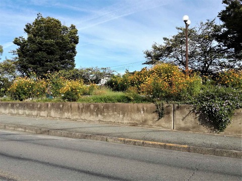 202209キバナコスモス (1)