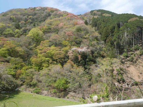 20260412府道号桜新緑 (8)