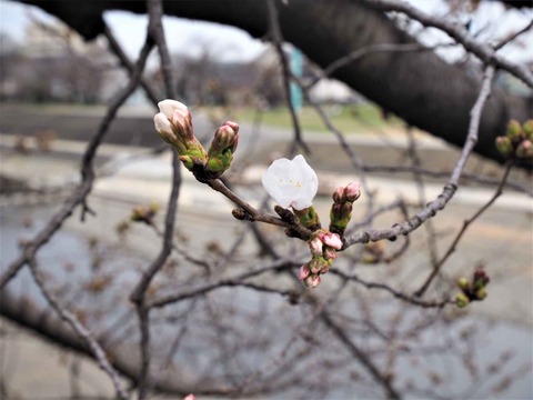 20230321芥川桜堤 (9)