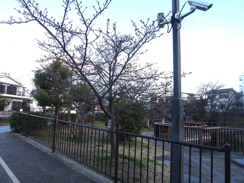 20240218河津桜 (1)