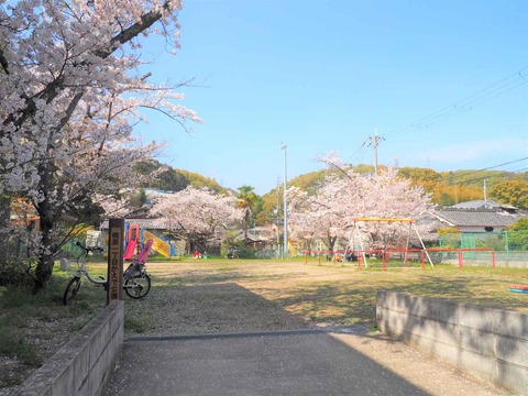 20230401桜 (6)