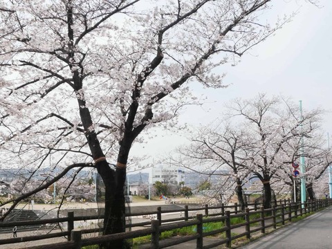 20260330芥川桜堤 (2)