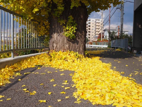 20231207芥川橋大イチョウ (13)