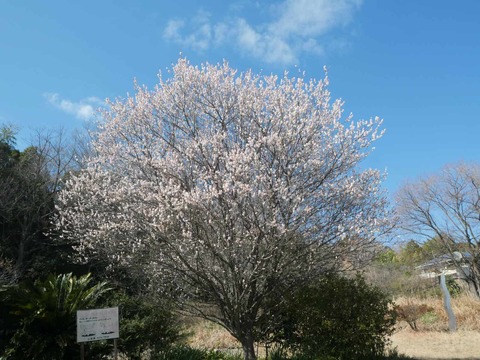 20260217西之川原 (12)