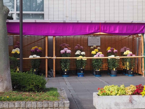 20231109菊花展 (4)