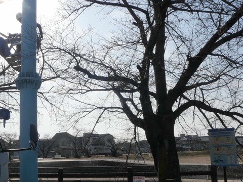 20260116芥川桜堤 (2)