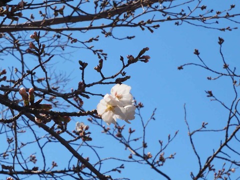 20230319大阪城公園 (46)