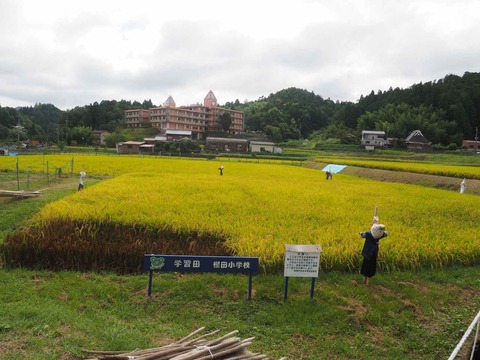 20220910樫田稲刈り (4)