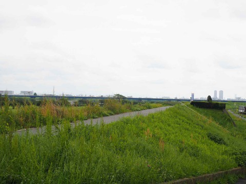20220501淀川堤防 (2)