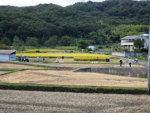 20231007中部稲刈り (2)