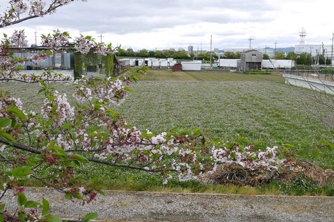 20200419sakura4