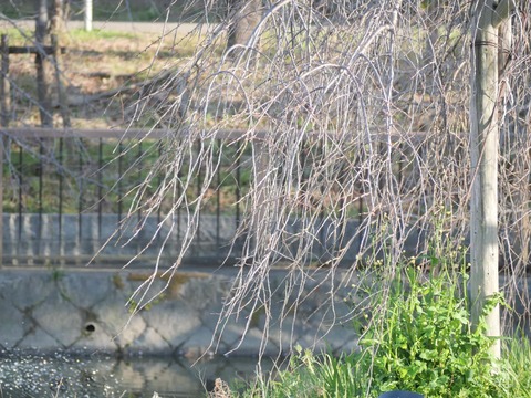 20260317筒井池公園 (5)