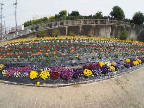 20240406チューリップ (10)