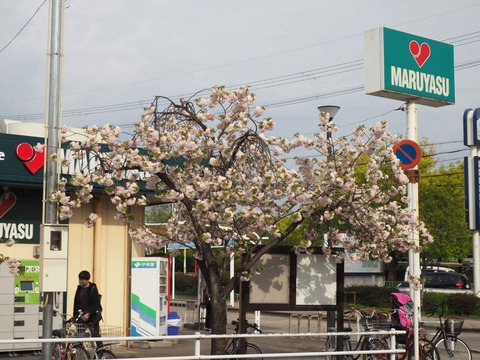 20230412玉川橋団地 (7)