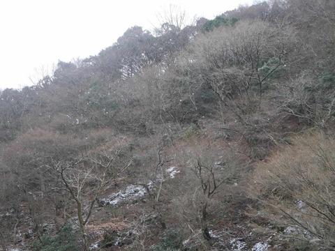 20260131府道6号 (6)