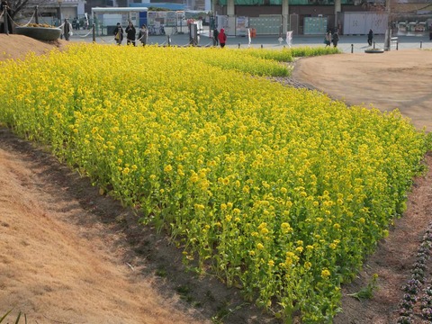 20260202万博記念公園 (201)