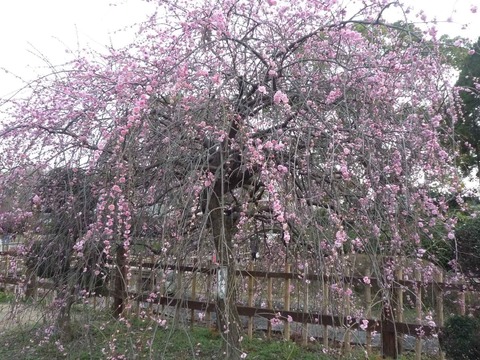 siroato_ume0311