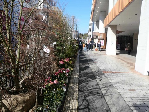 20250224植木市 (3)