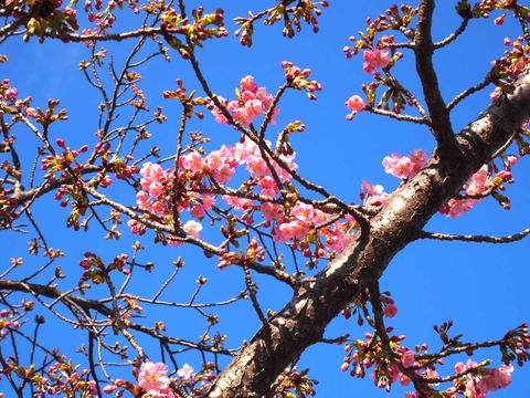 20240224筒井池河津桜 (8)