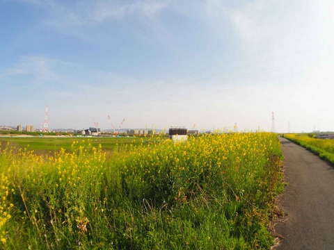 20230401島本上牧セイヨウカラシナ  (19)