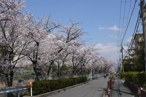 20200404sakura11
