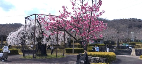 20250329摂津峡公園 (2)