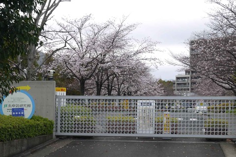 20200328_sakura8