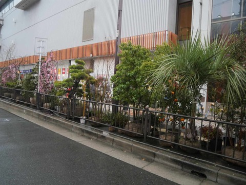 20260225天神祭り (157)