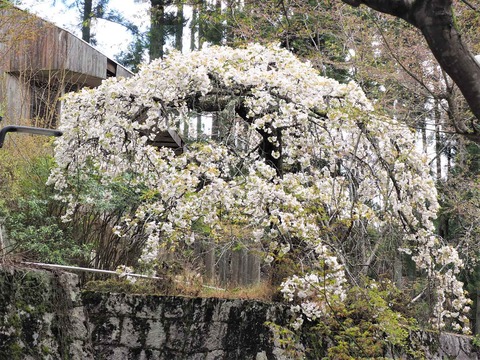 20230408樫田方面桜 (16)