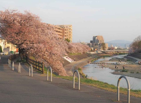 20230404桜 (2)