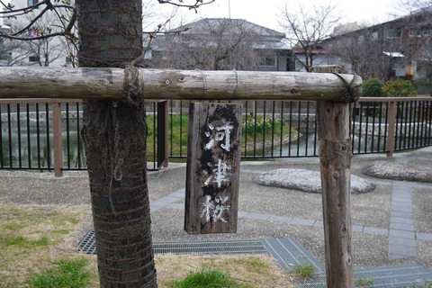 kawazu_sakura20200215_5