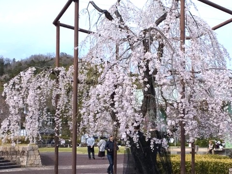20250329摂津峡公園 (1)