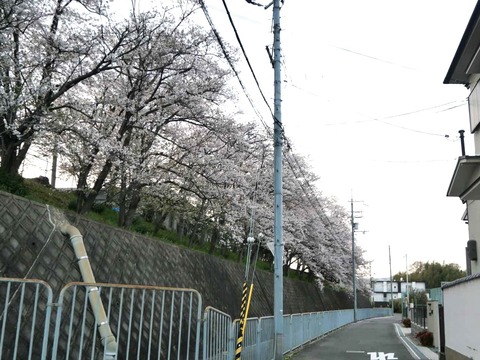 20250408桜 (60)