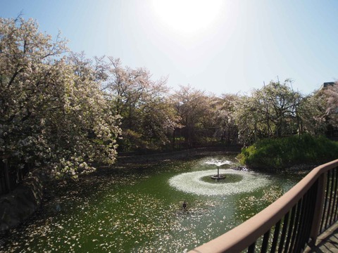 20240414桜 (47)