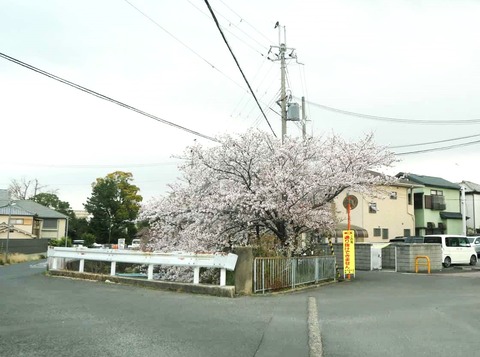 20250408桜 (28)