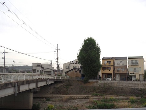 20240420大イチョウ (3)