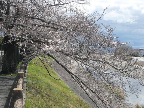 20260326芥川桜堤 (16)