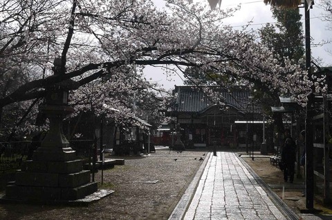 sakura2019_7