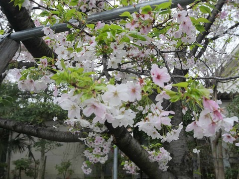 20260401富田桜 (7)