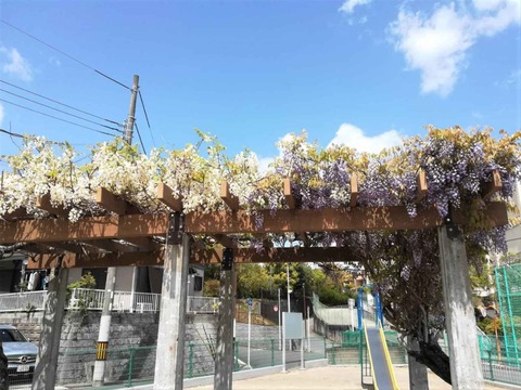 20230417芝谷町 (2)