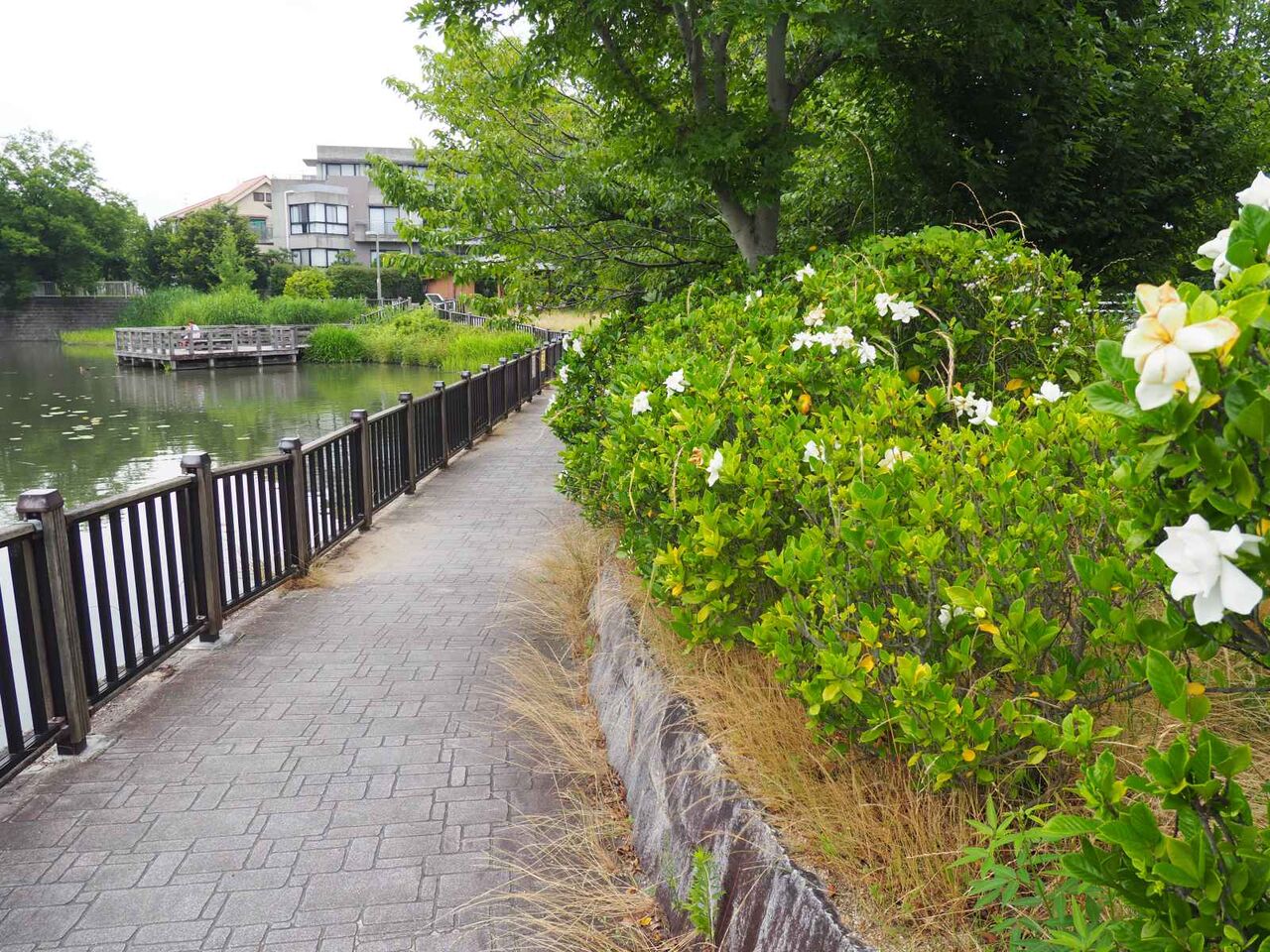 高槻の街かどでクチナシが咲いてる 白い花と香りが特徴 22年 高槻network新聞