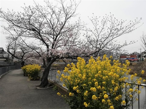 20220329桜 (3)