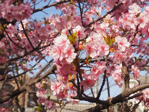 20230311河津桜 (25)