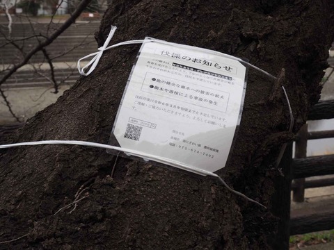 20240217芥川桜堤 (13)