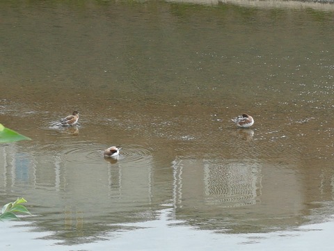 20251019ヒドリガモ (7)