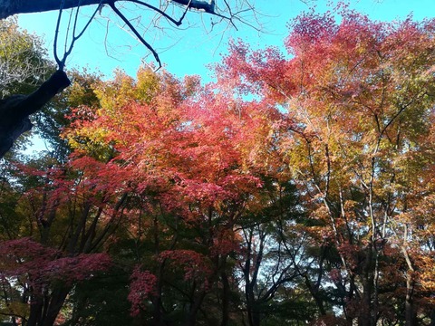 20211120東福寺 (6)