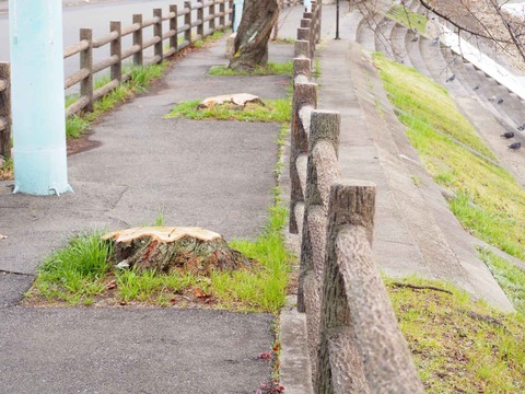 20220320桜芥川 (5)